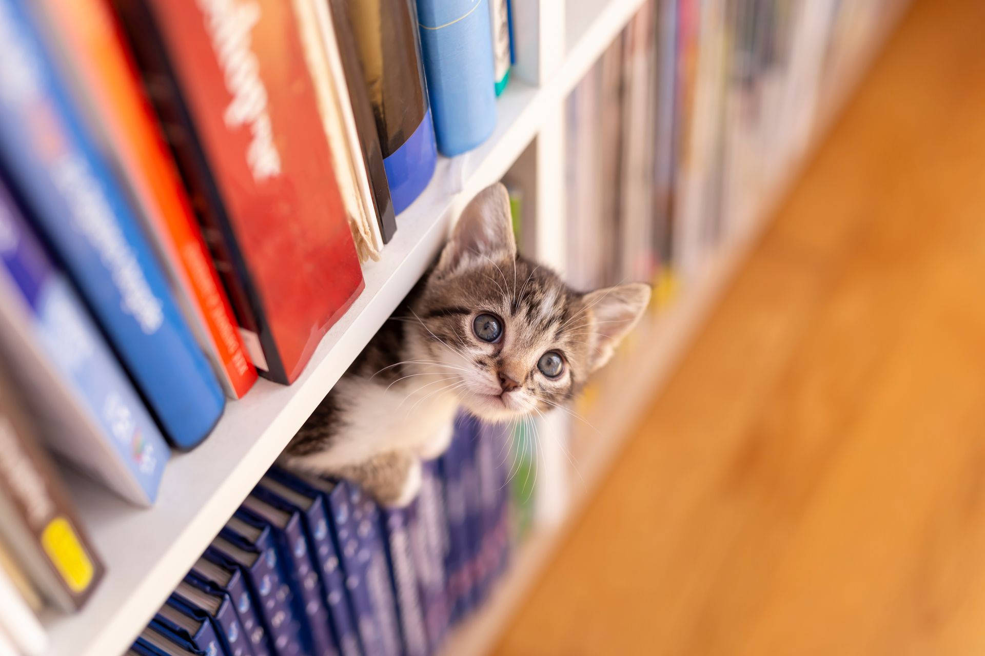 Striped kitten peeking head out of a bookshelf.