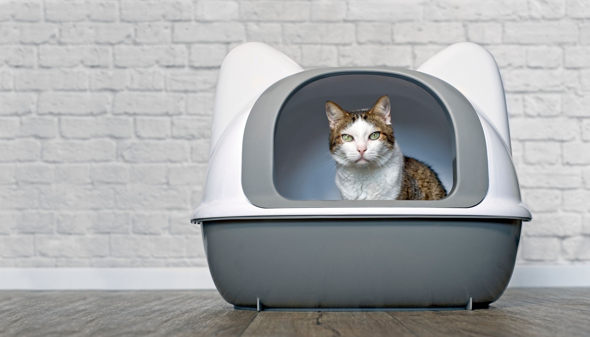 Cute tabby cat sitting in a litter box and looking curious to the camera. Panoramic image with copy space.
