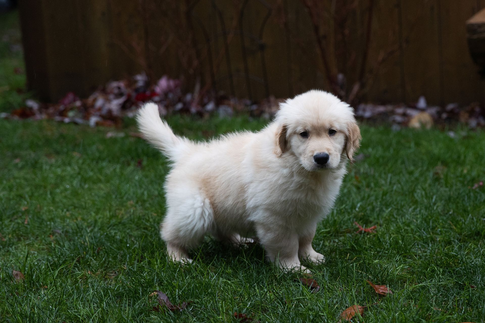 White fluffy puppy pottying outside on grass.