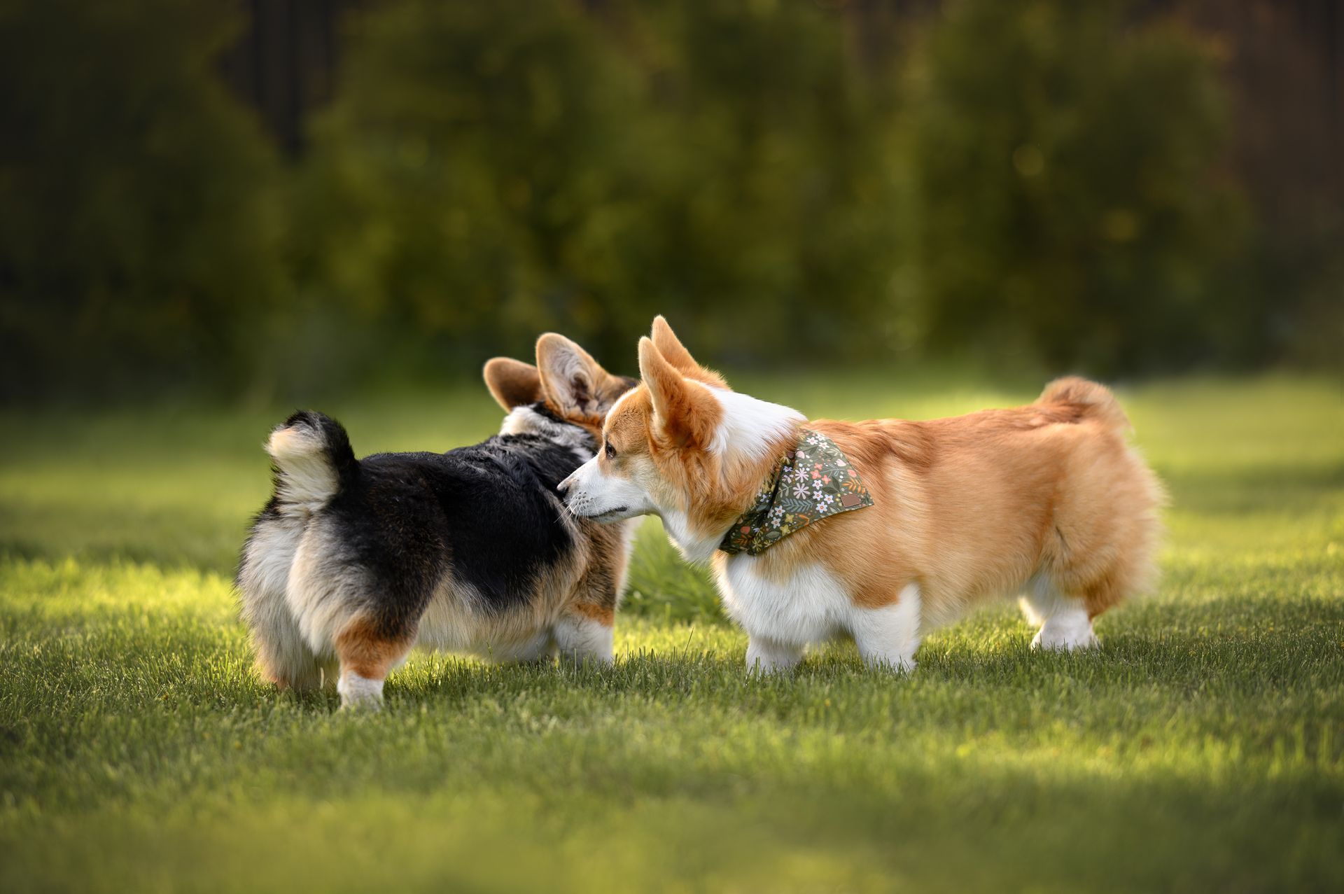 A sable Corgi is sniffing a tri-color Corgi.