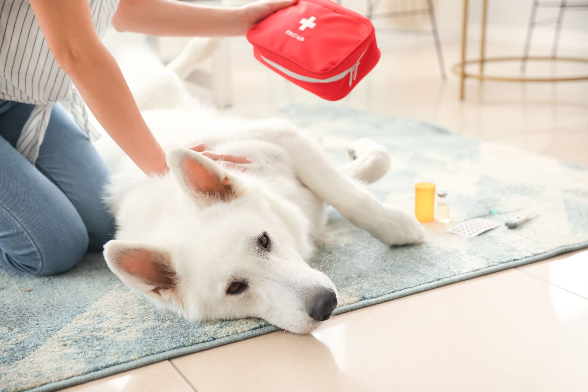 White German Shepherd dog lying on floor with emergency kit.