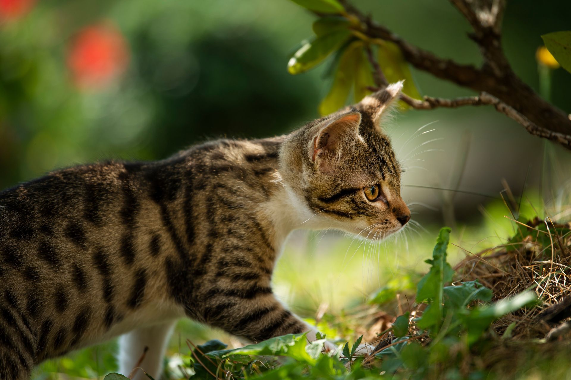 Bengal cat exploring outdoors.