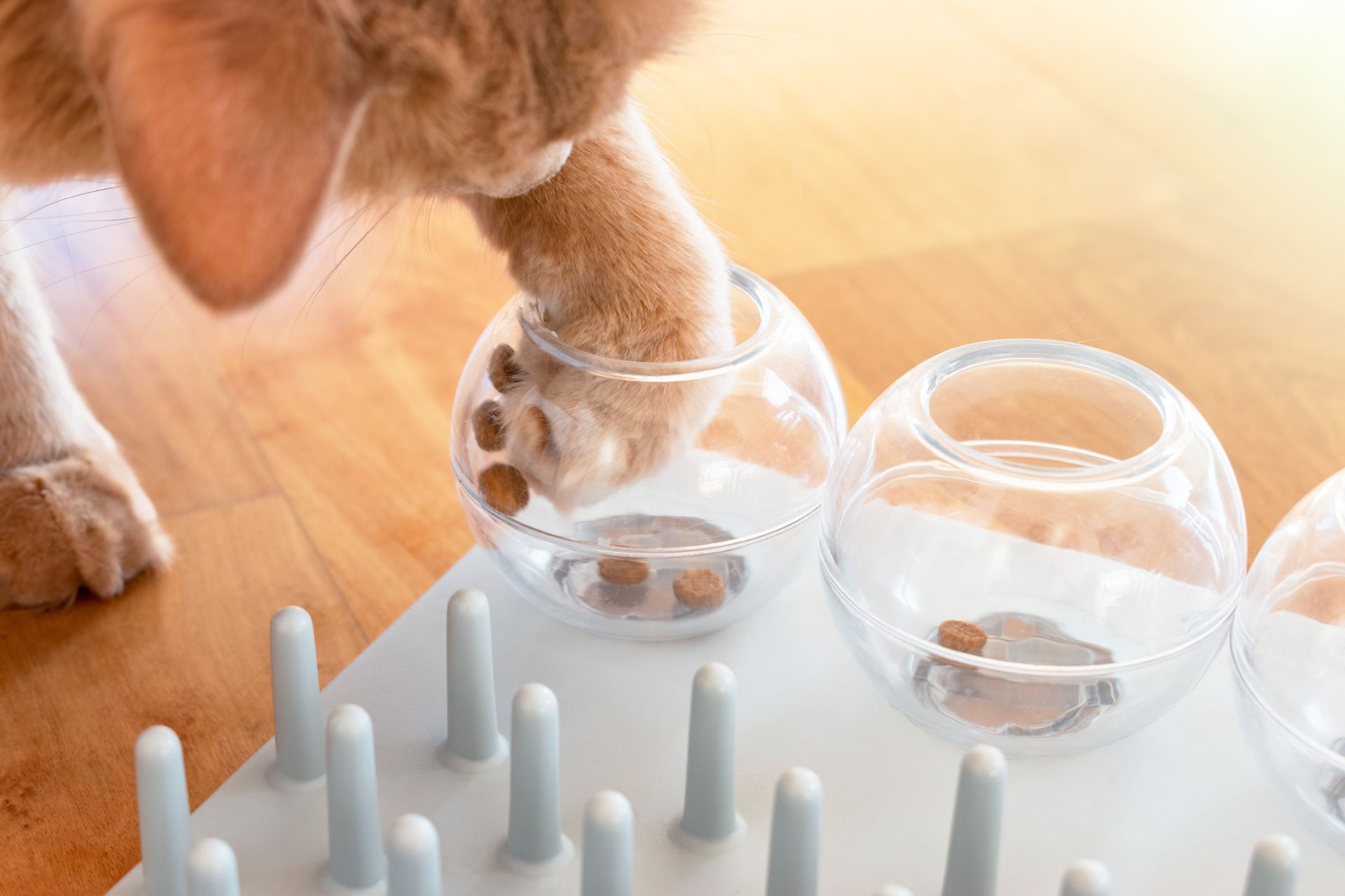 Orange tabby cat sticking paw into glass bowl with cat treats.
