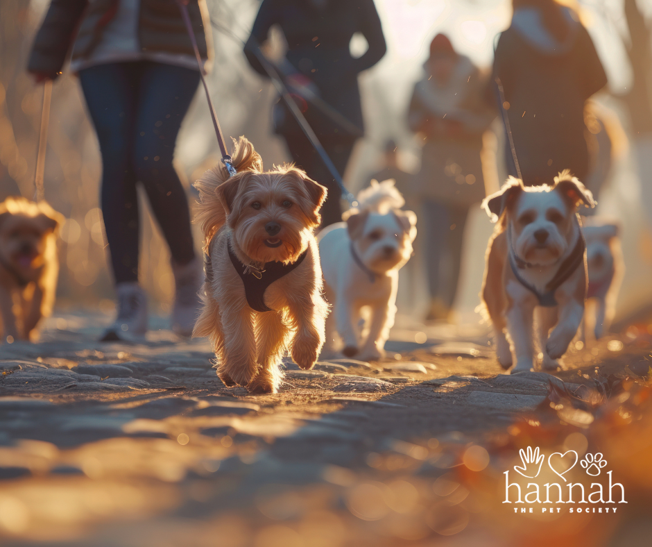 Group of dogs walking on leashes.