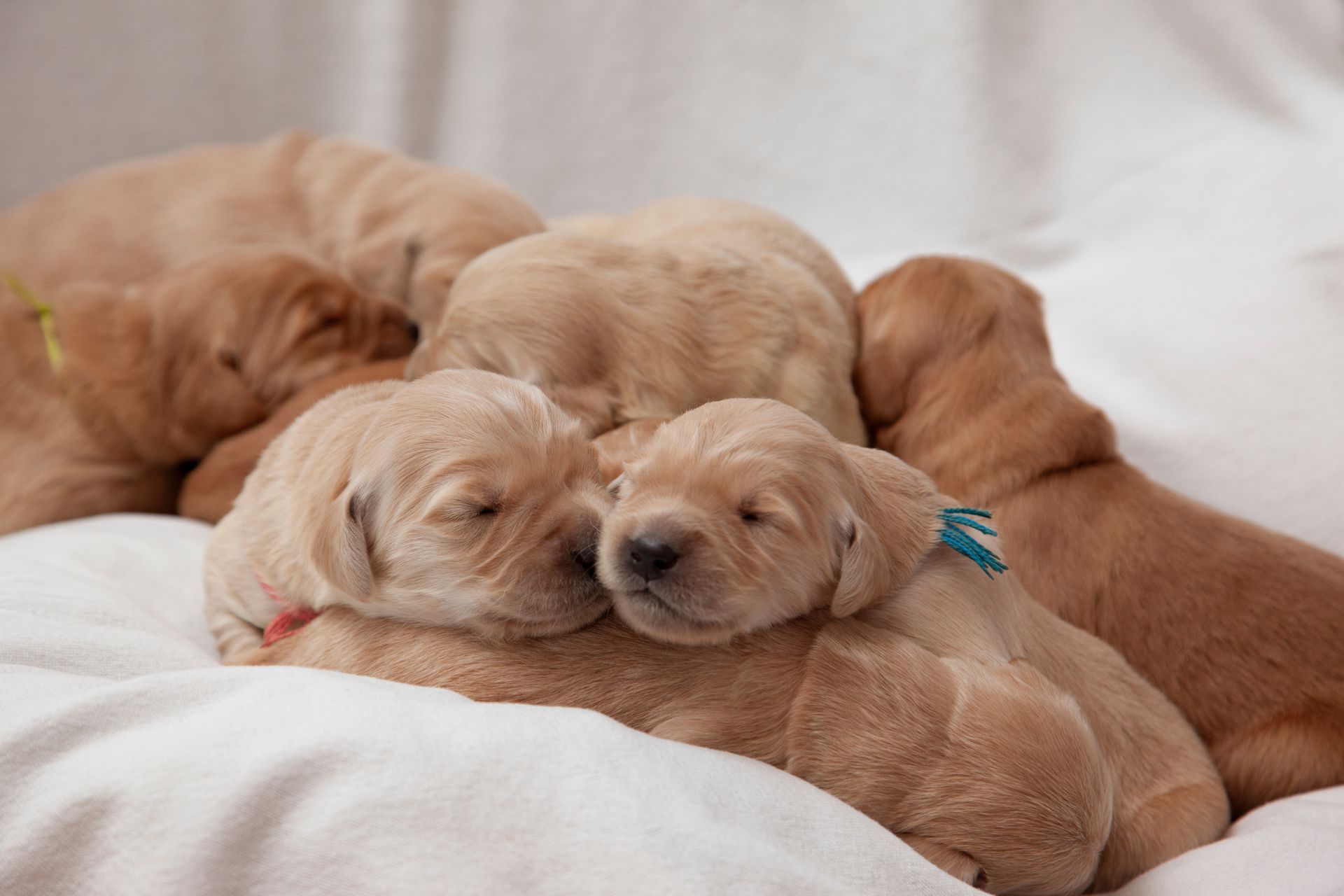 Litter of sleeping golden retriever puppies.