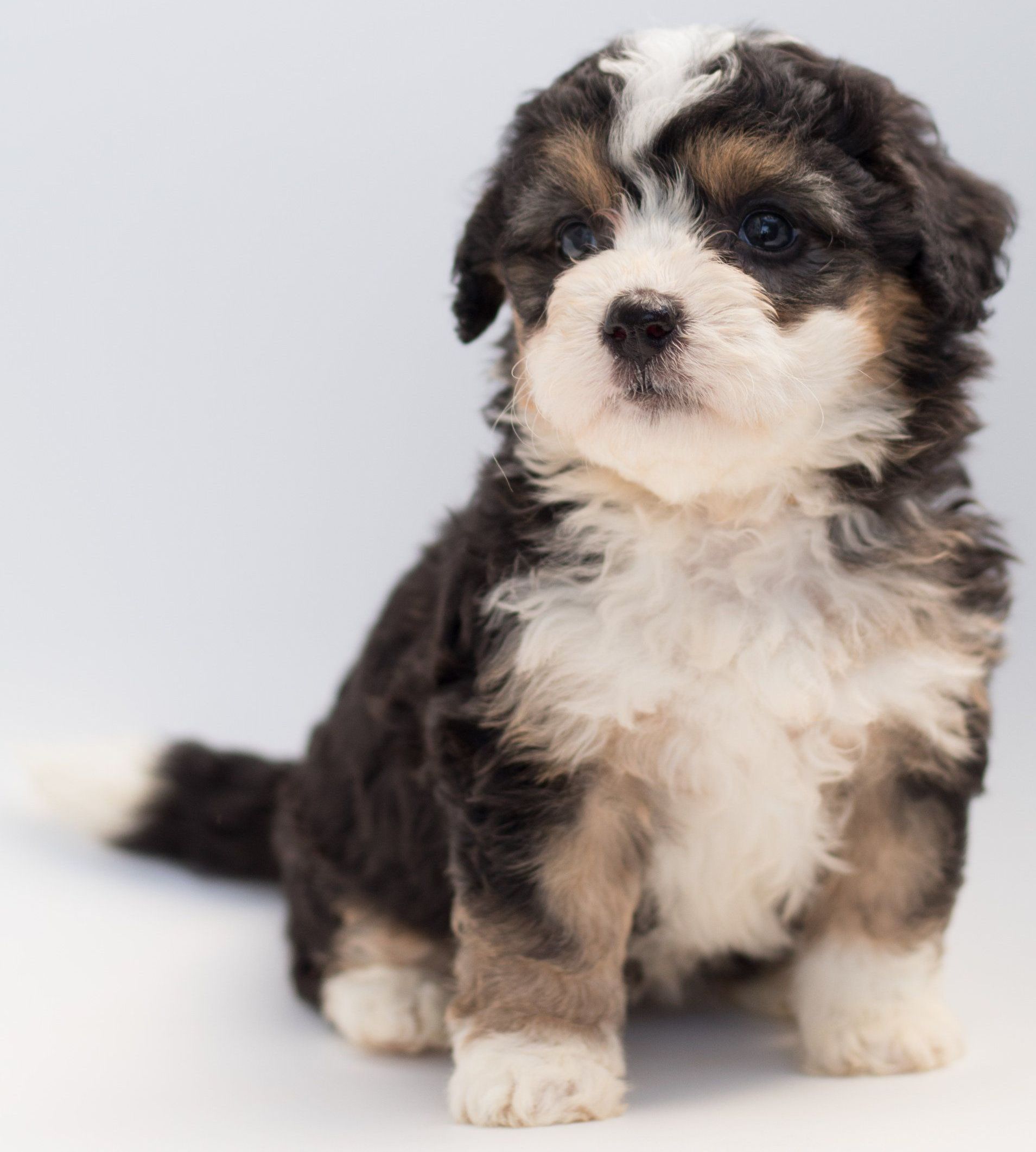 Cute, border collie puppy.
