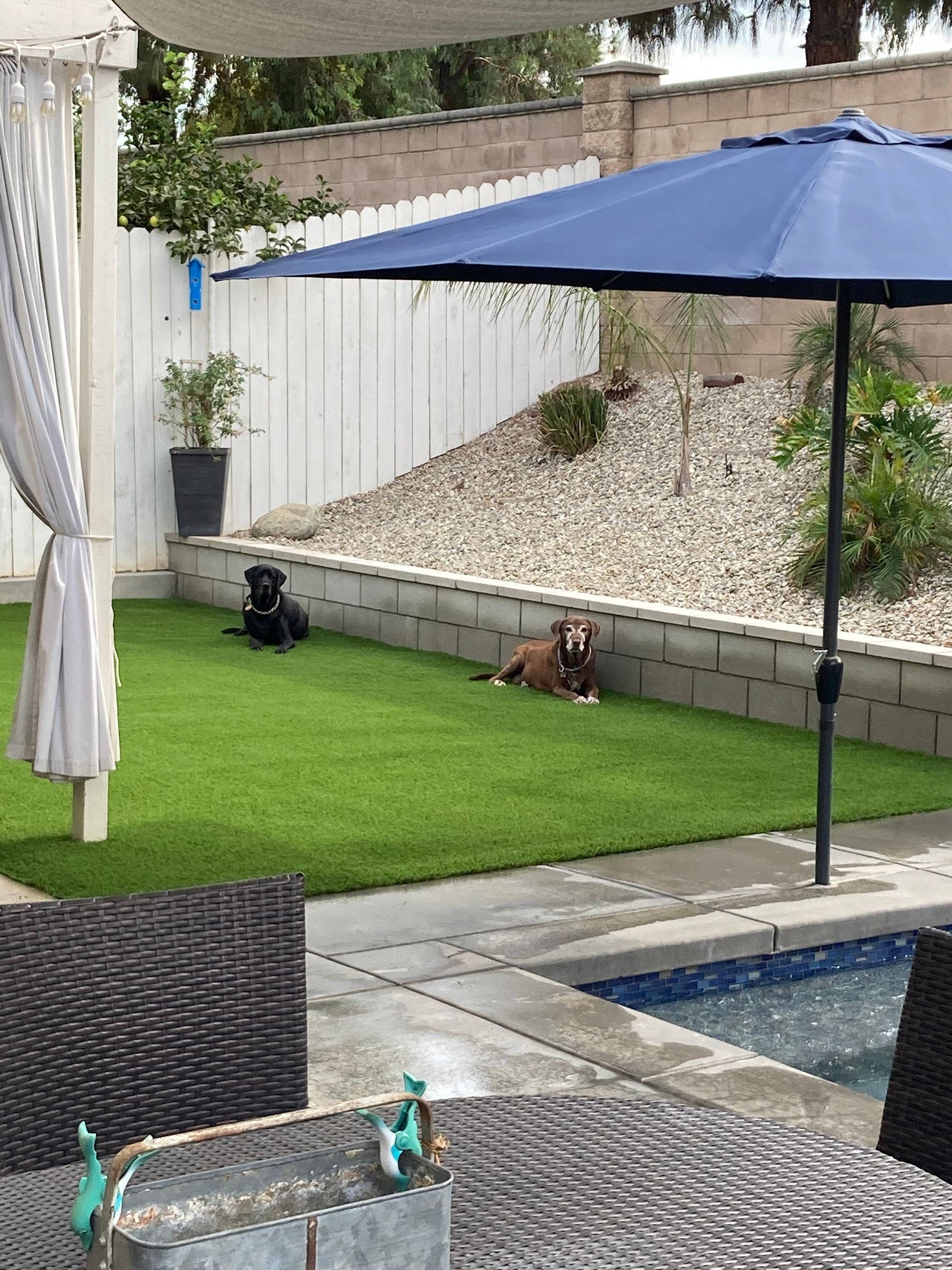 Two dogs resting on green artificial grass near a pool, under a blue umbrella.