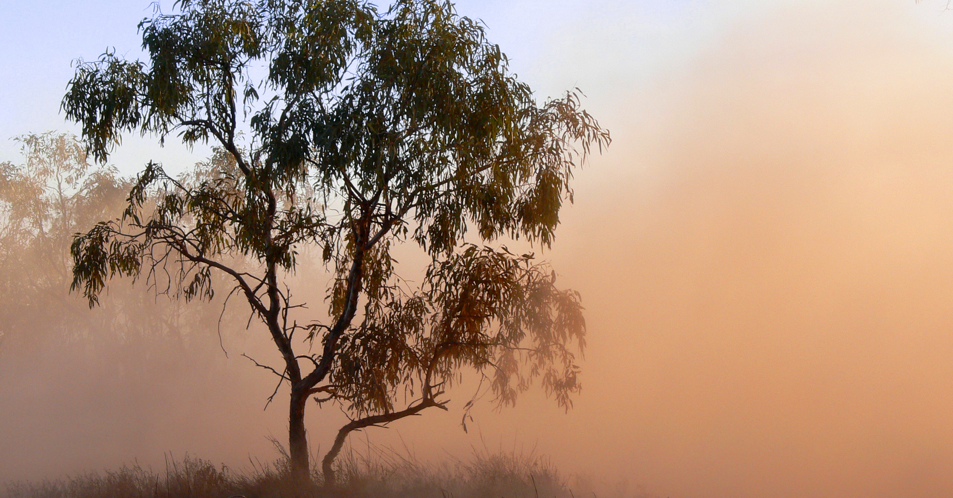 A tree is silhouetted against a foggy sky in a field.
