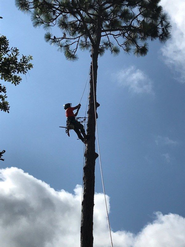A man is climbing up a tree with a chainsaw