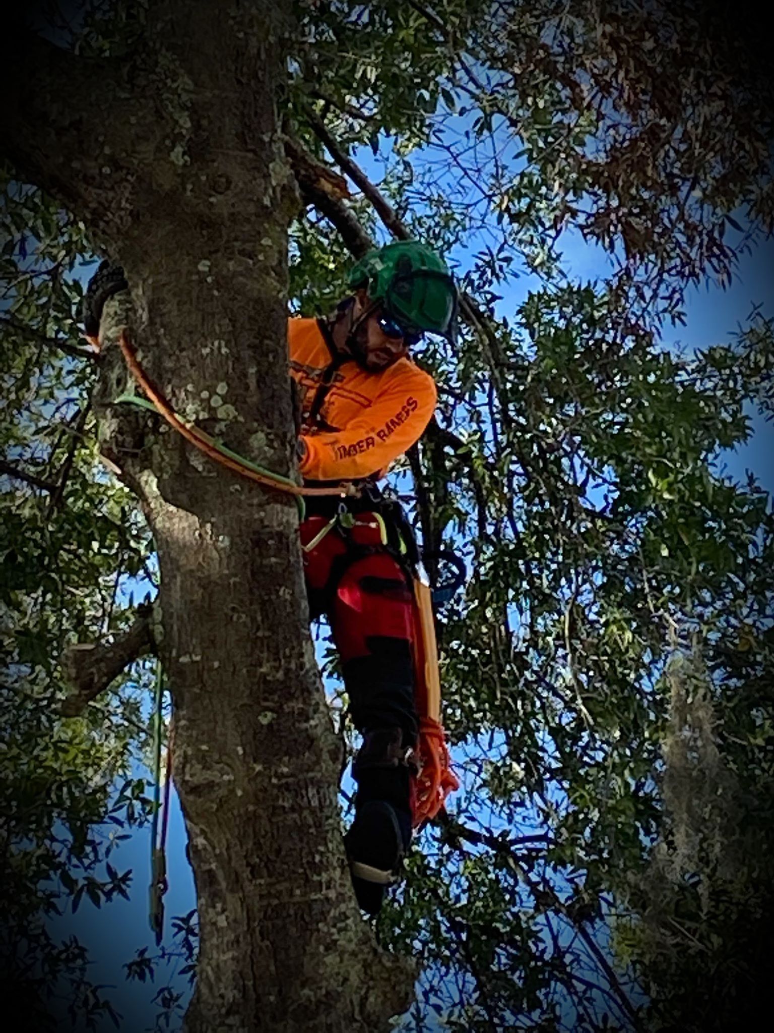 A man in a helmet is climbing a tree.