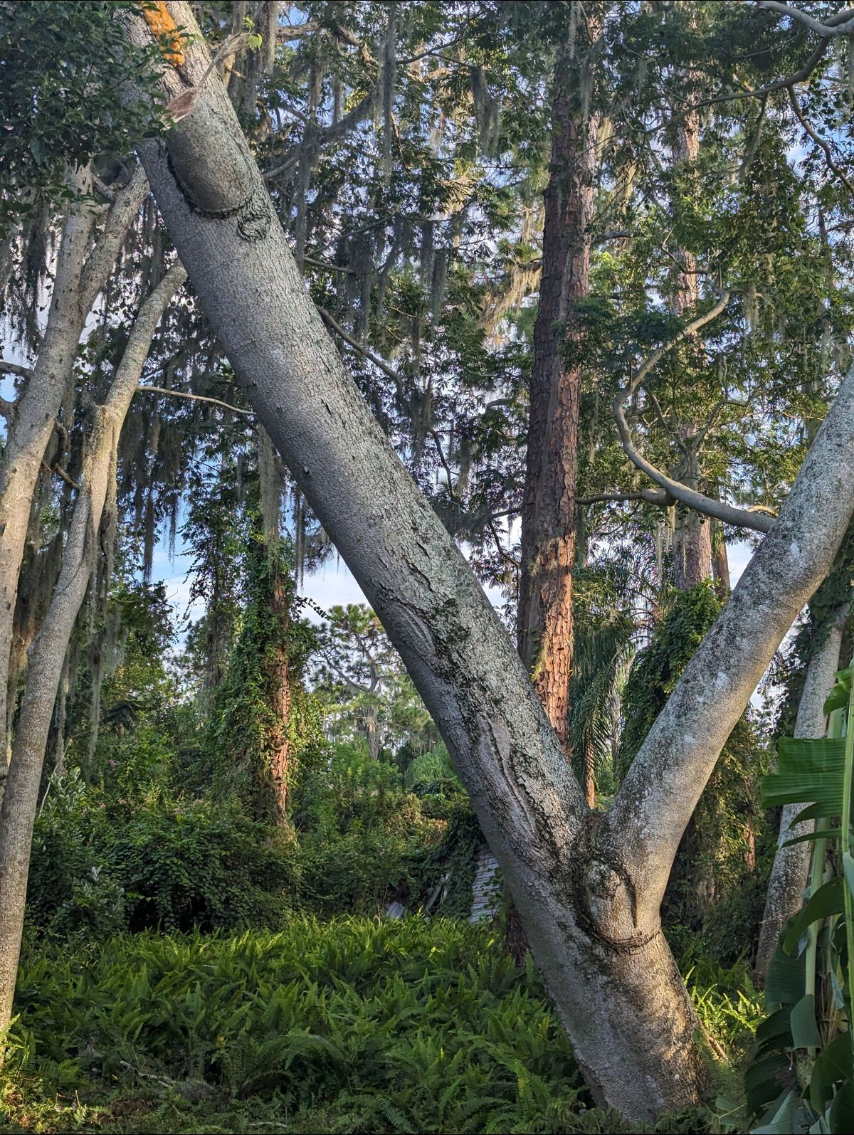 A large tree in the middle of a forest with spanish moss on it.