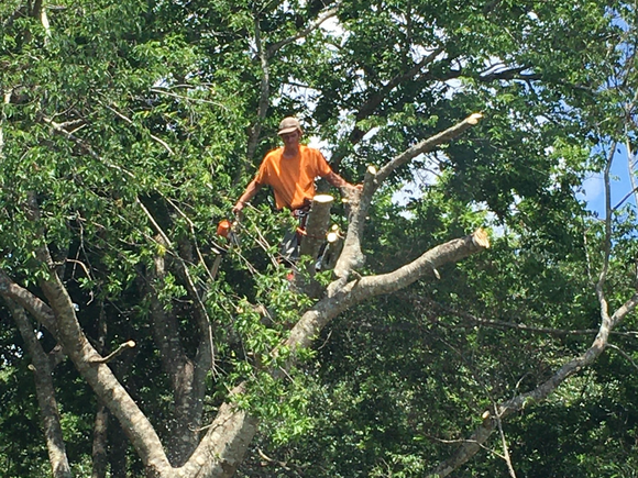 Man Sawing Tree — Port Orange, FL — All Family Tree Service