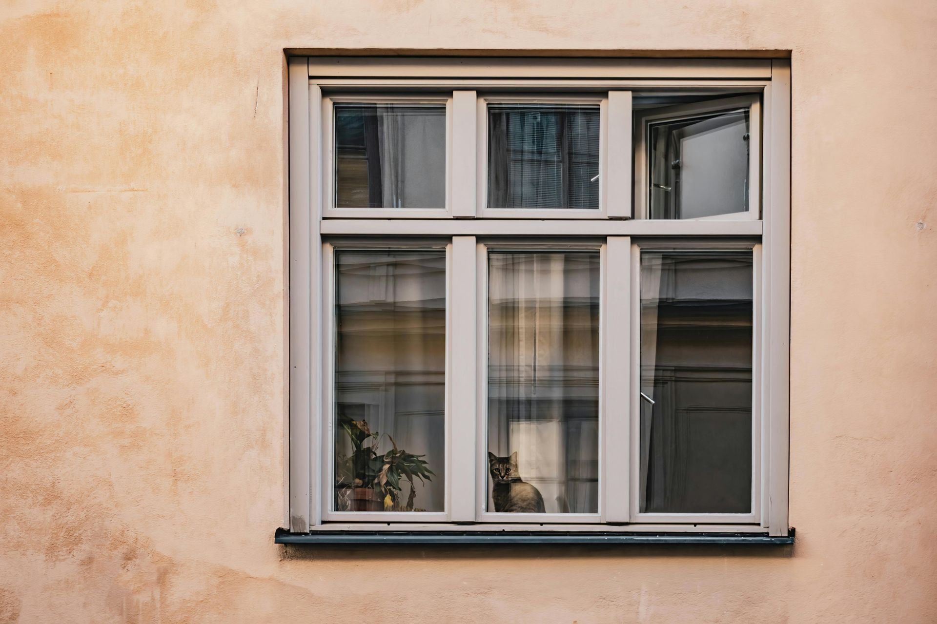 Window with a partially open pane, cat looking out; plants on windowsill, beige wall.