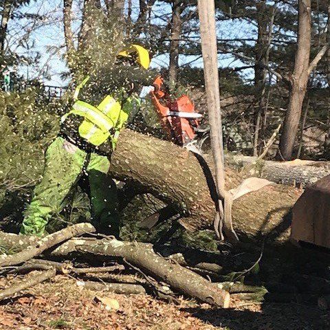 A company doing tree removal in Medfield, MA