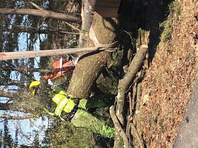 Truck Behind The Tree — Dedham, MA — Royer Tree Service Inc