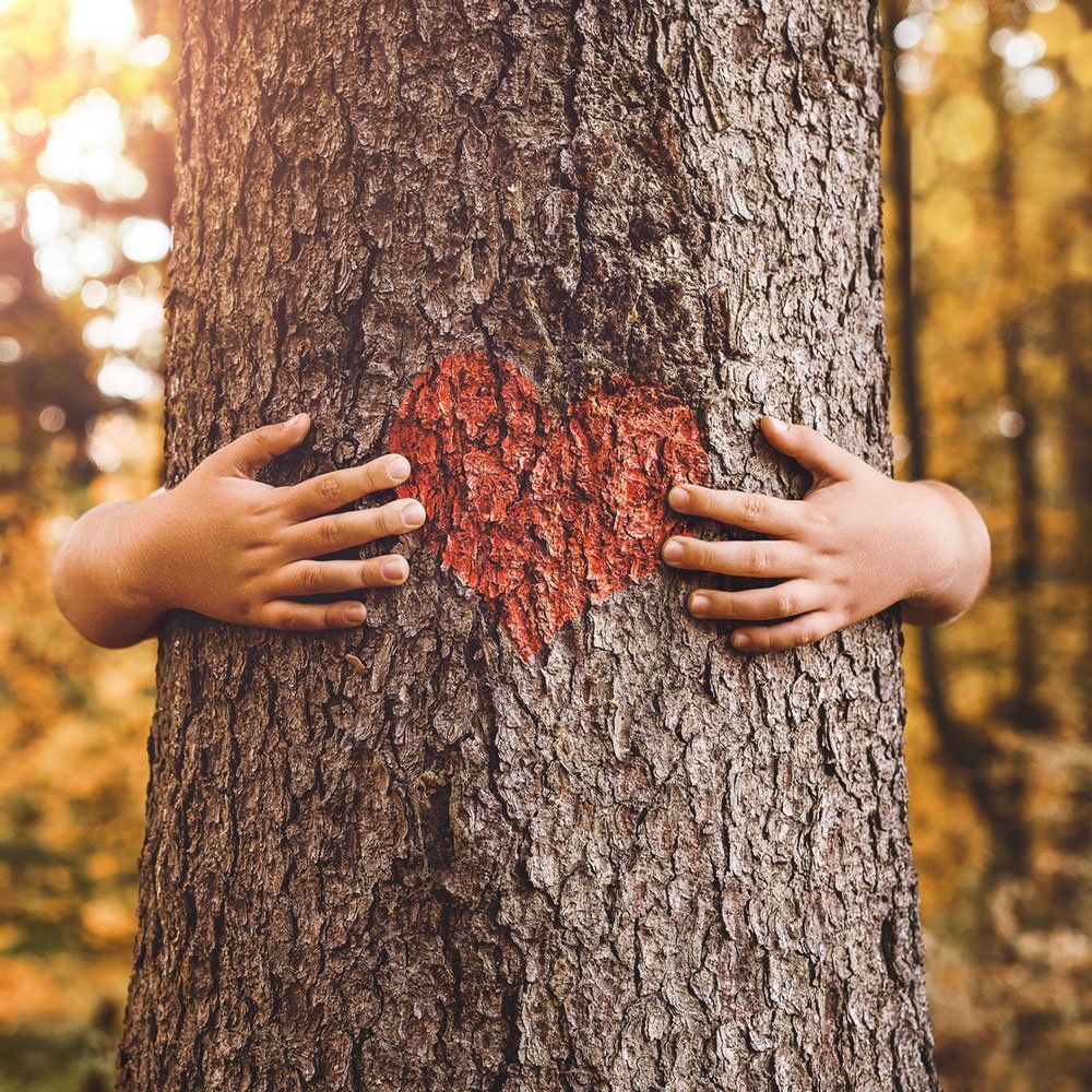 Child Hands Hugging Tree — Dedham, MA — Royer Tree Service Inc