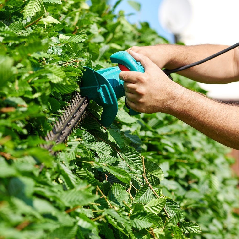 Worker Cutting Hedge — Dedham, MA — Royer Tree Service Inc
