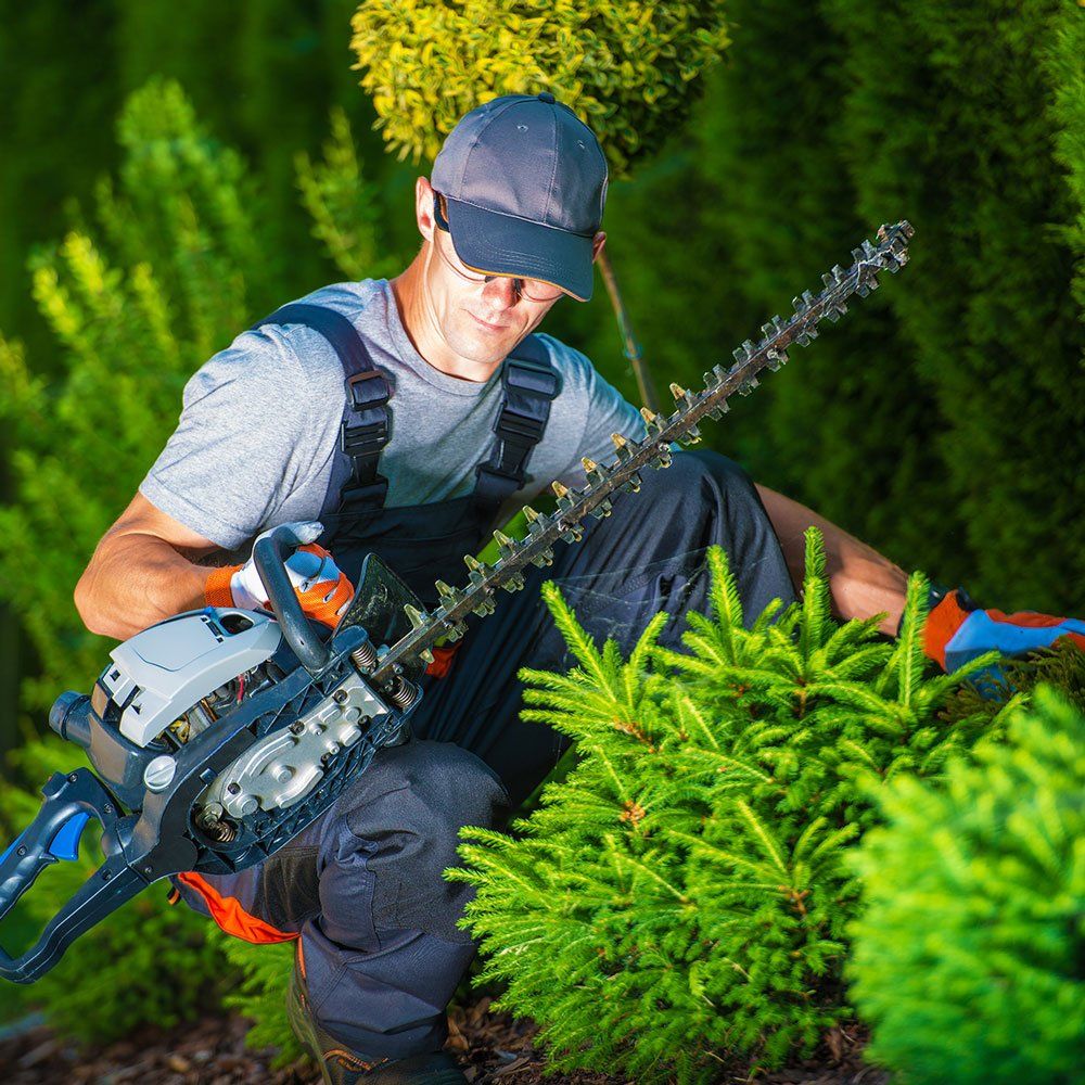 Man Trimming Plants — Dedham, MA — Royer Tree Service Inc
