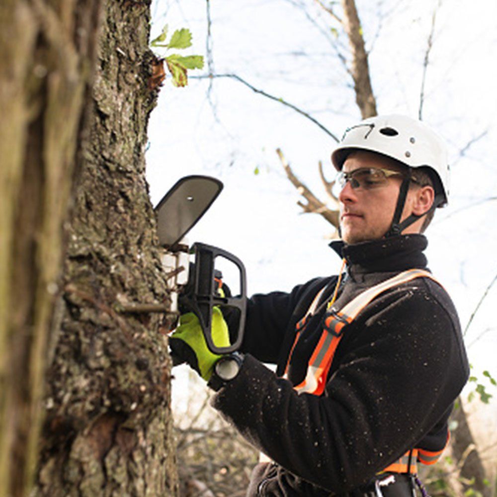 Handsome Arborist — Dedham, MA — Royer Tree Service Inc