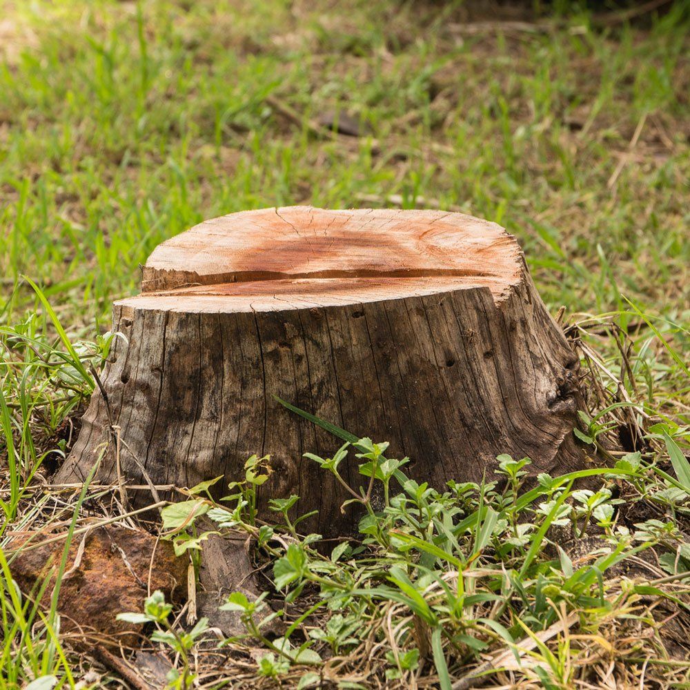 Old Tree Stump in the Summer Park — Dedham, MA — Royer Tree Service Inc