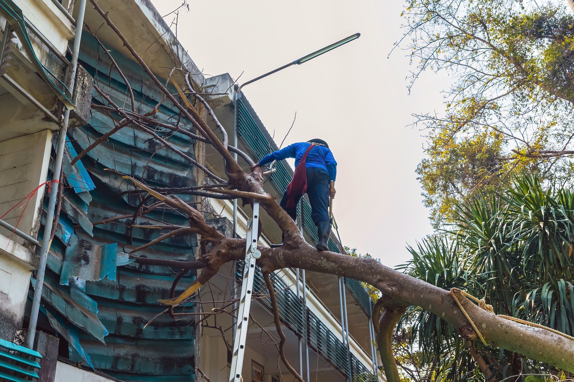 An expert is performing property tree removal on a fallen tree near a building.