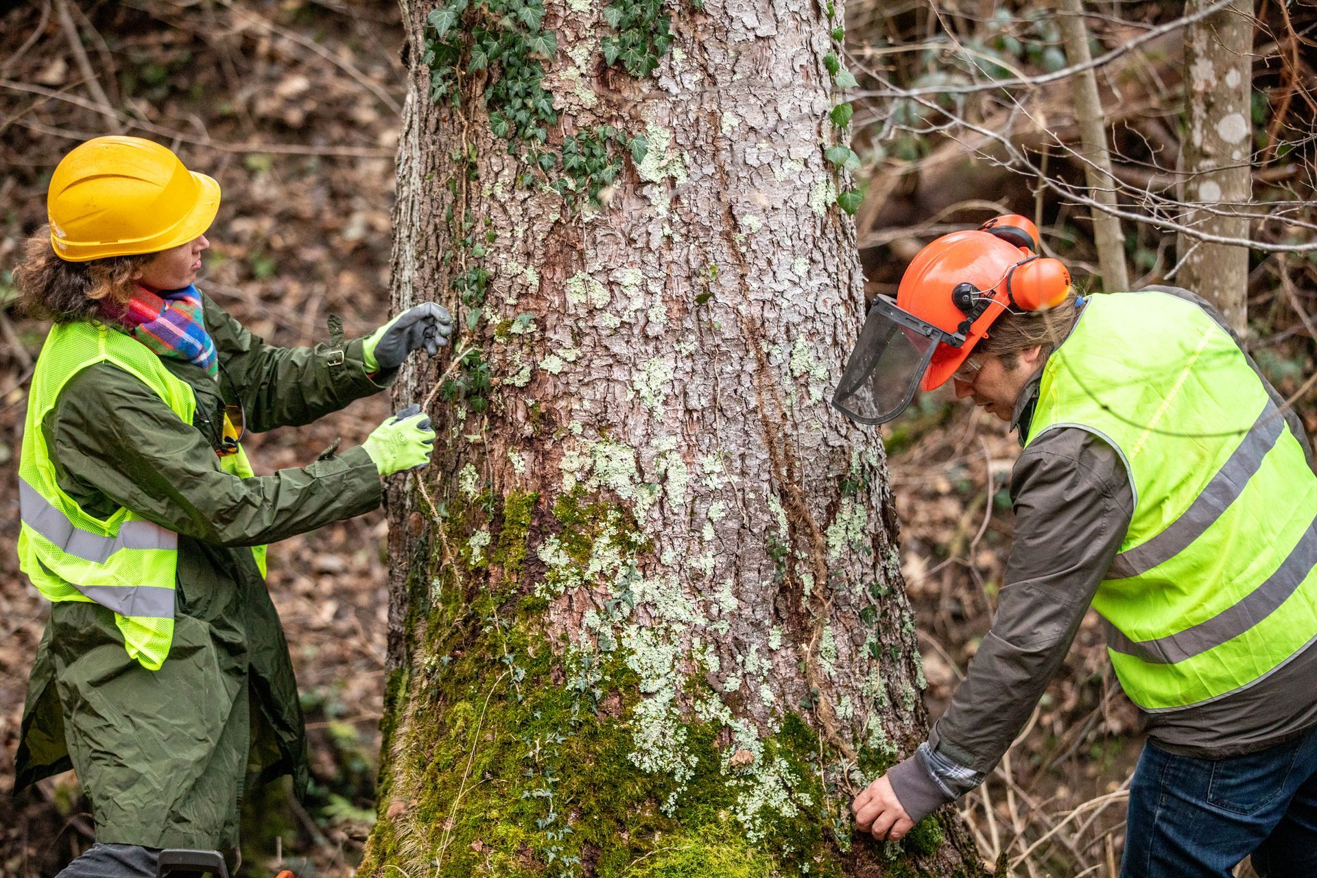 Two forestry workers in safety gear are examining a tree with moss and lichens in a forest.