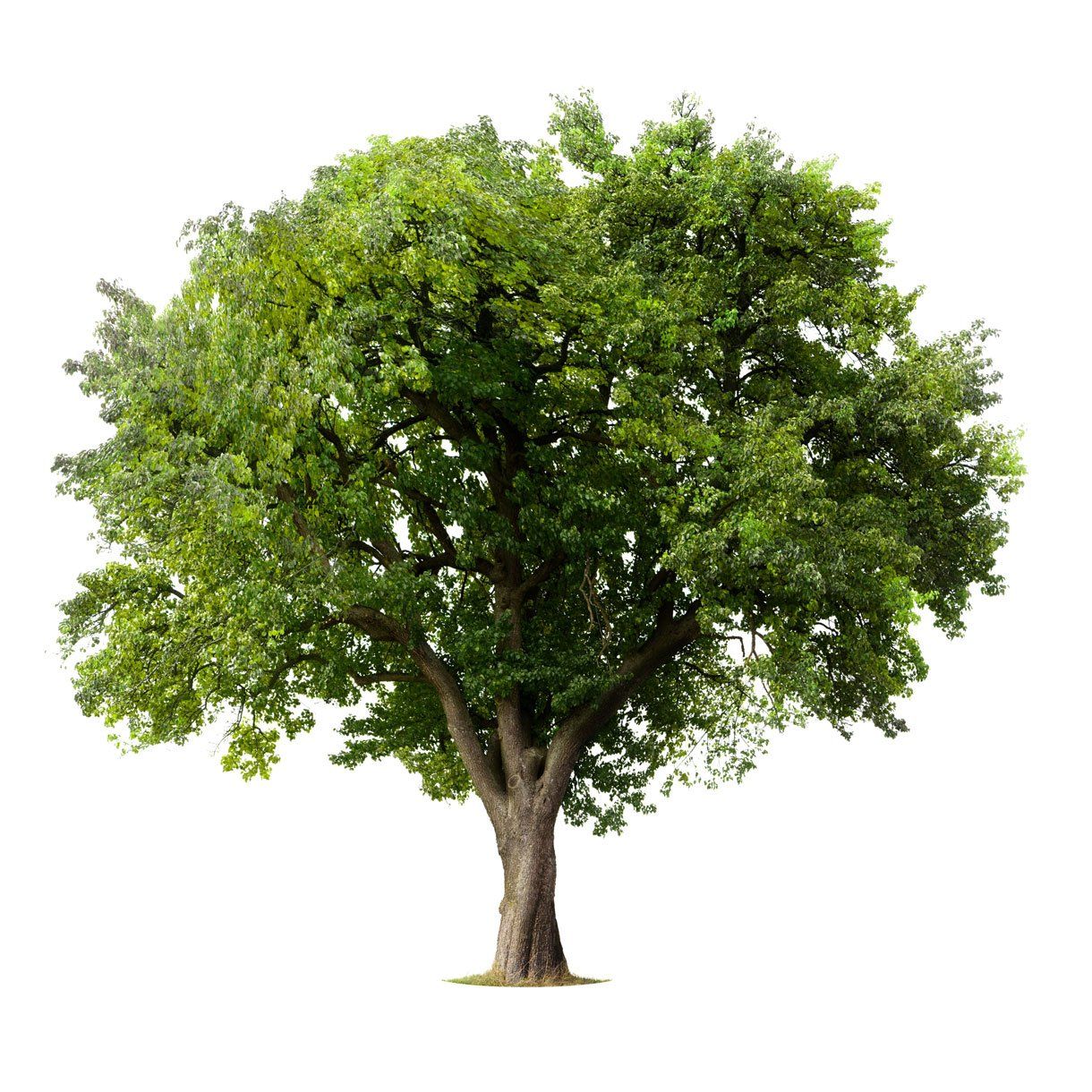 Apple Tree — Dedham, MA — Royer Tree Service Inc