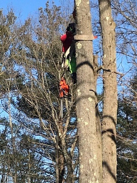 Man At The Tree Branch — Dedham, MA — Royer Tree Service Inc