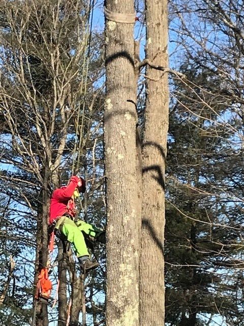 Man Climbing Tree — Dedham, MA — Royer Tree Service Inc