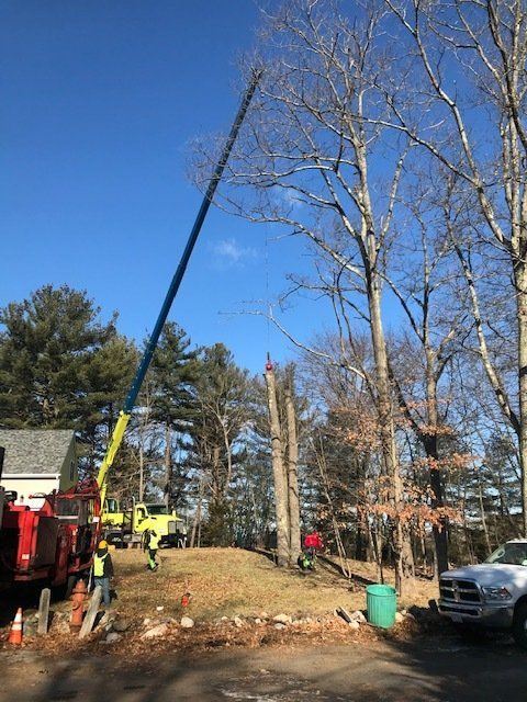 Tall Dry Trees — Dedham, MA — Royer Tree Service Inc
