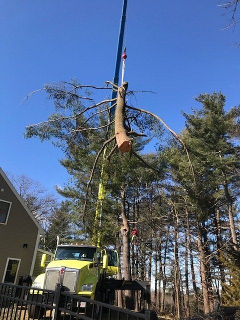 Chopped Tree Trunk — Dedham, MA — Royer Tree Service Inc