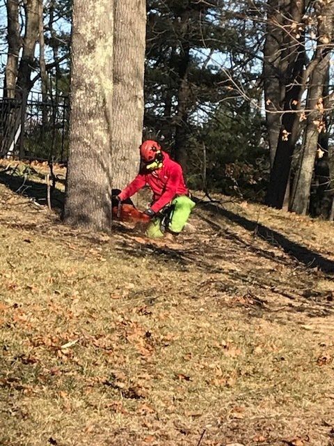 Man Beside The Tree — Dedham, MA — Royer Tree Service Inc