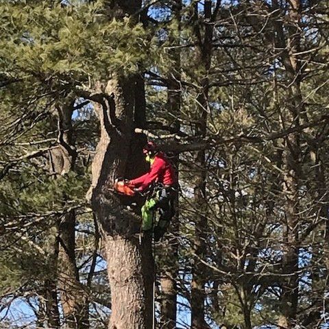 Cutting Tree With Chainsaw — Dedham, MA — Royer Tree Service Inc