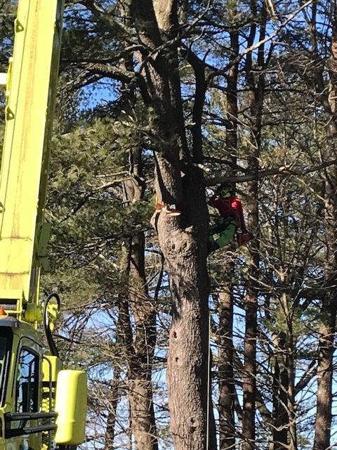 Man Trimming Branches — Dedham, MA — Royer Tree Service Inc