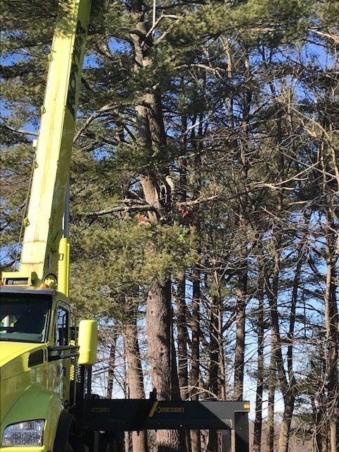 Trimming Big Trees — Dedham, MA — Royer Tree Service Inc