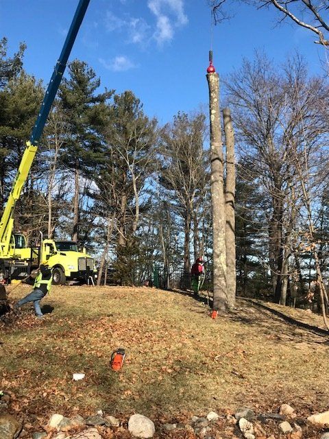 Tree Finish Trimming — Dedham, MA — Royer Tree Service Inc