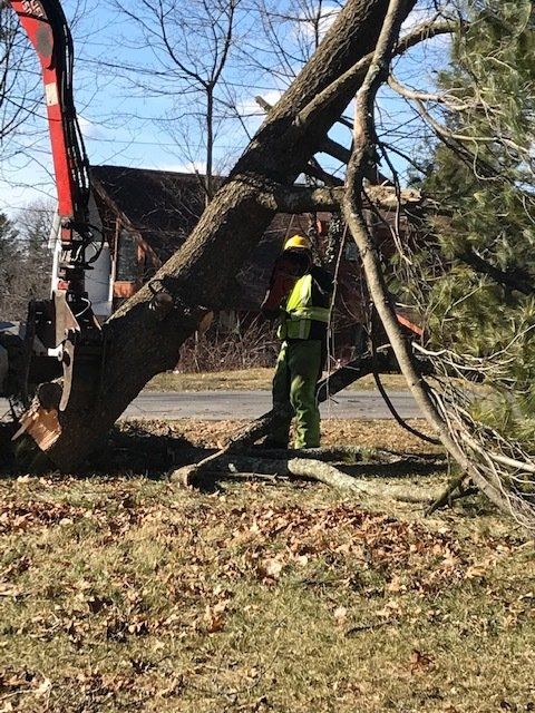 Cutting Fallen Tree — Dedham, MA — Royer Tree Service Inc