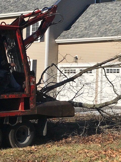 Dead Tree — Dedham, MA — Royer Tree Service Inc