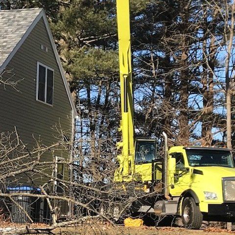 Dead Tree Branches On Ground — Dedham, MA — Royer Tree Service Inc
