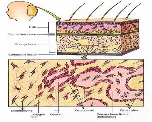 Intramembranous bone formation Intramembranous bone formation