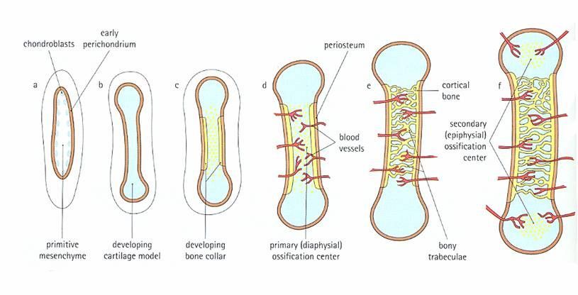 Prenatal long bone development Prenatal long bone development