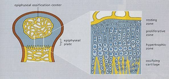 Postnatal development of long bones Postnatal development of long bones