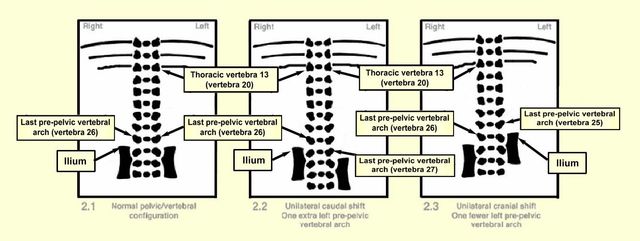 Typical Cervical Vertebrae Of Rabbit Diagram