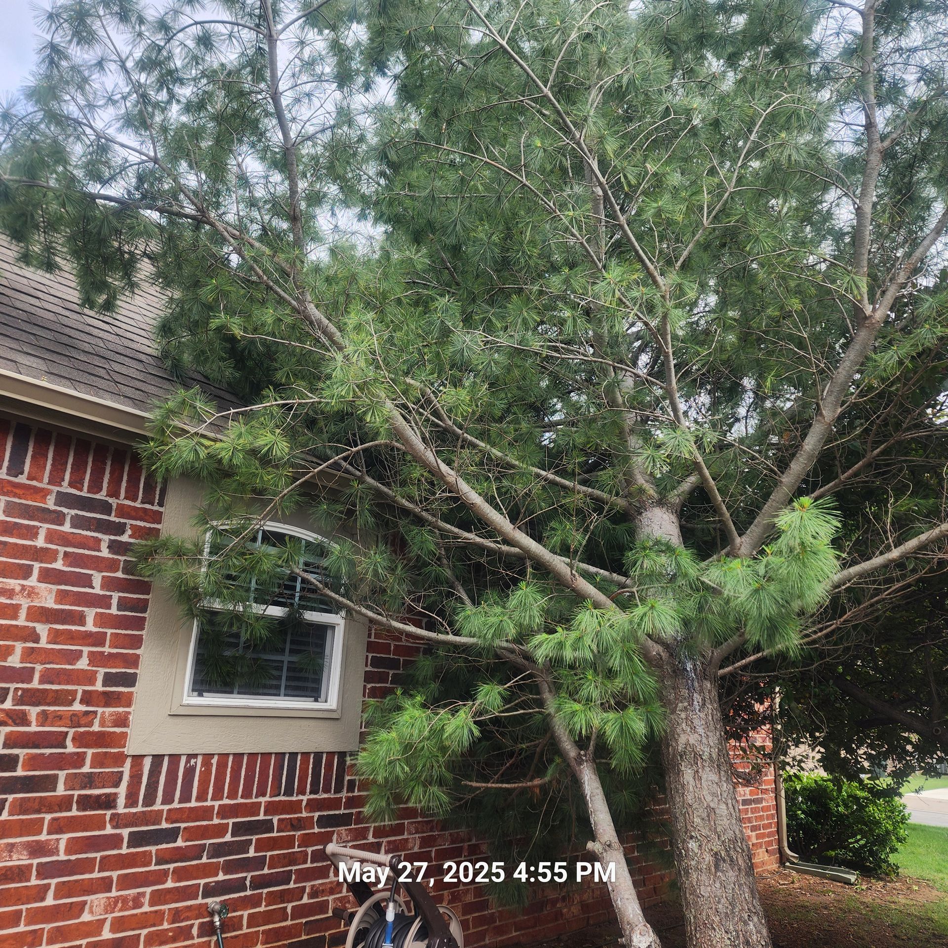 A large pine tree is sitting in front of a brick house.