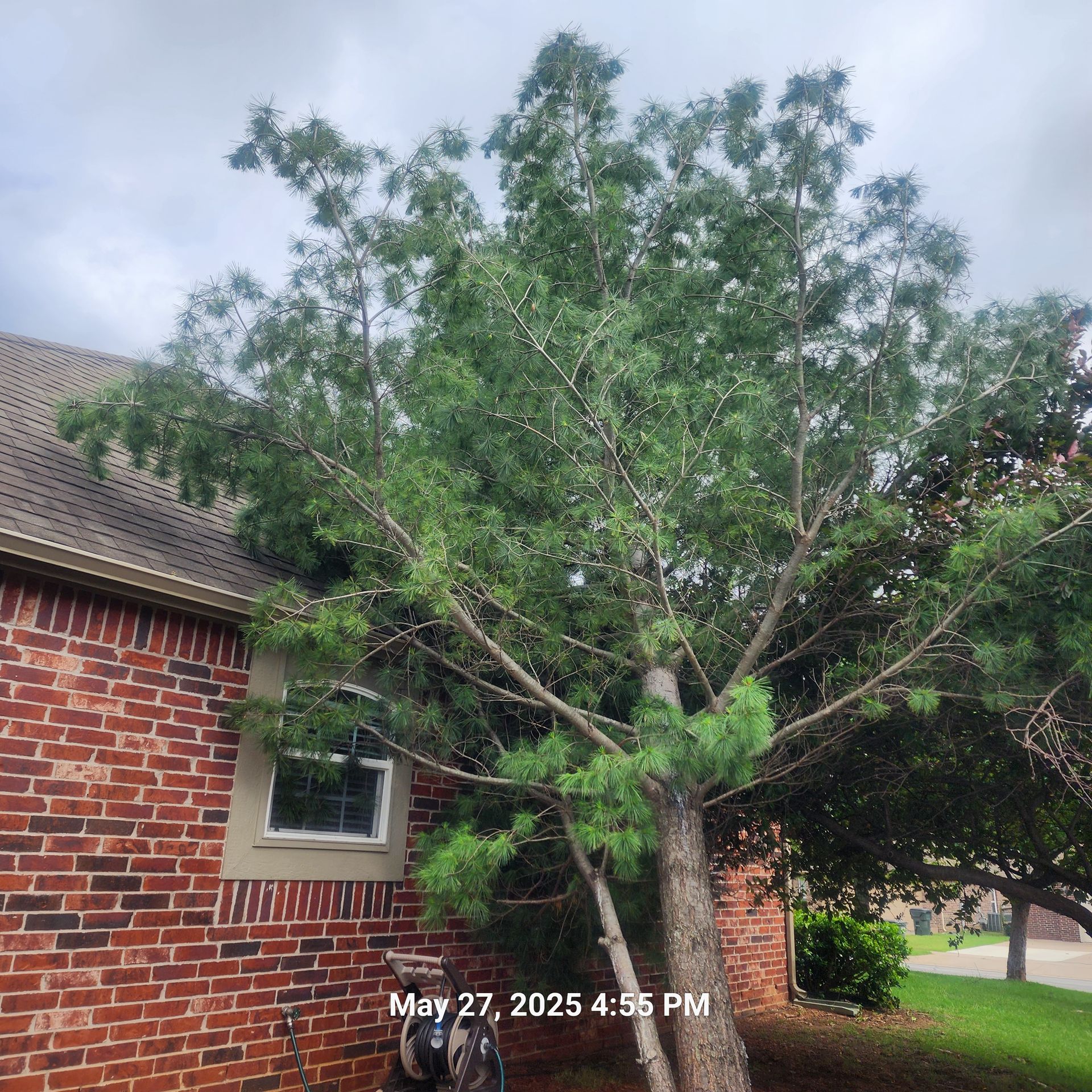 A brick house with a tree in front of it