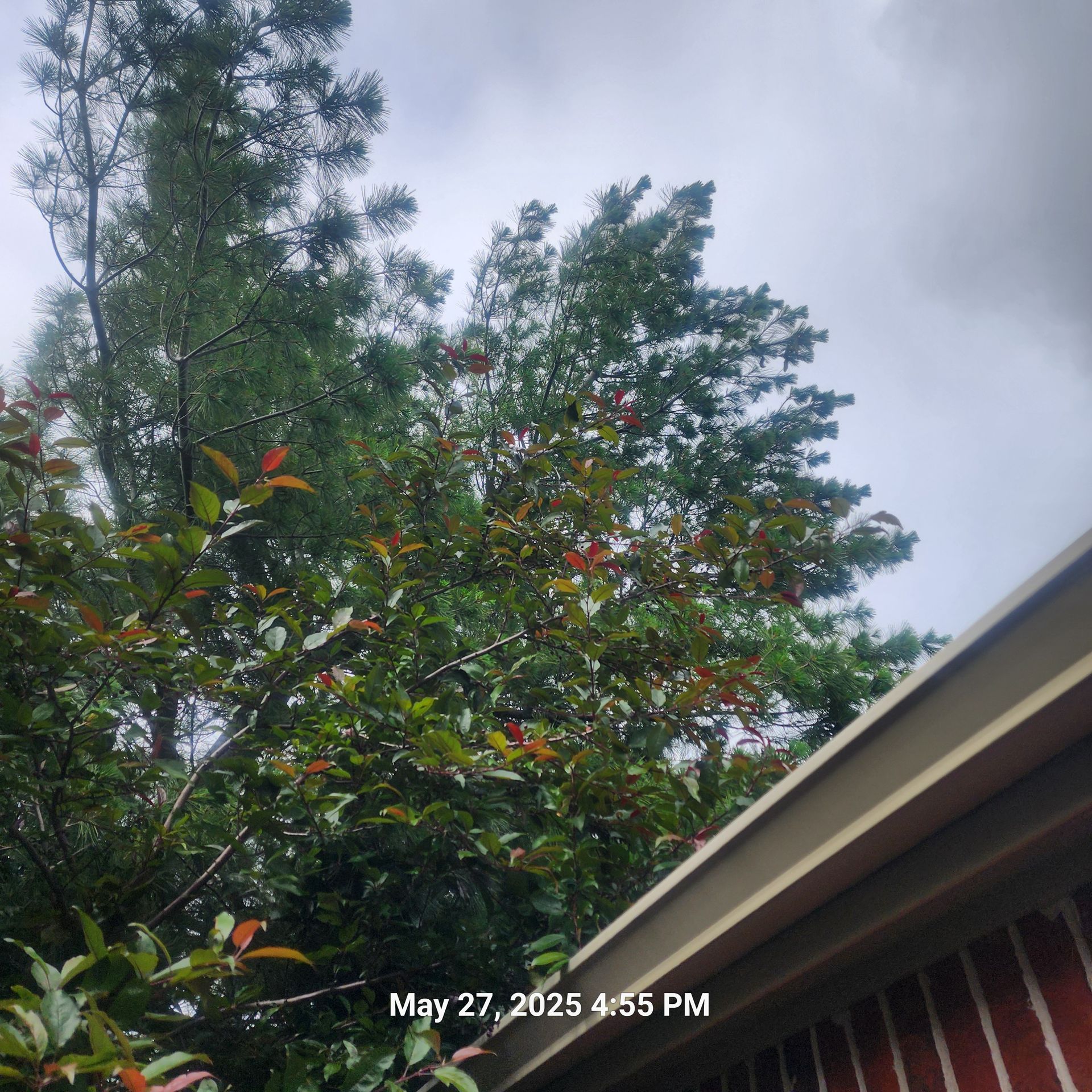 A picture of a tree taken on may 27th at 4:55 pm