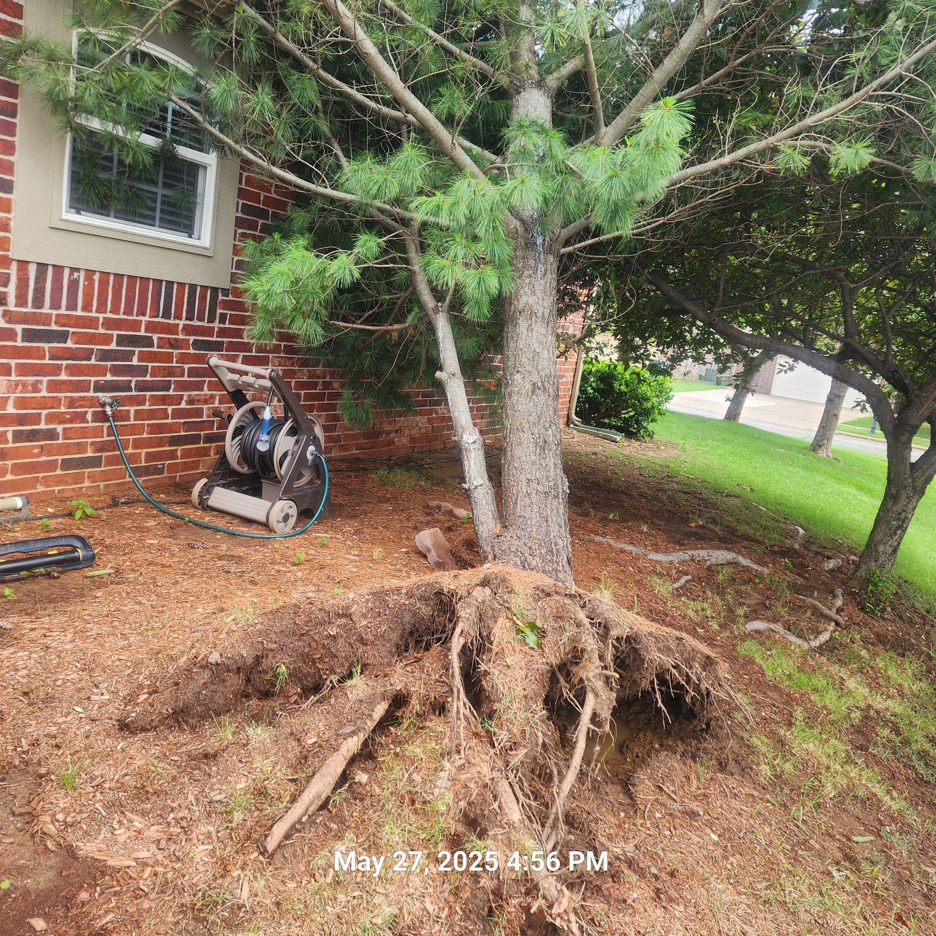 The roots of a tree are visible in front of a brick building.