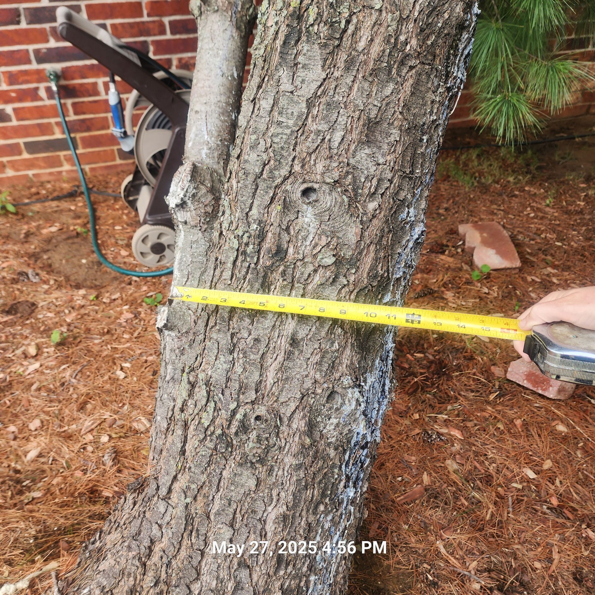 A person is measuring a tree trunk with a tape measure.