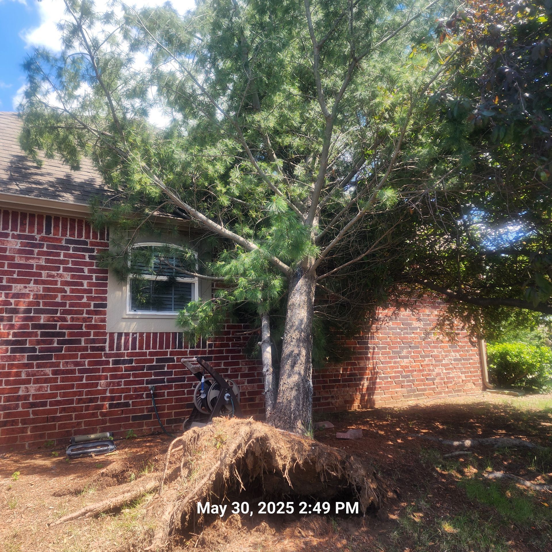 A tree that has fallen in front of a brick house