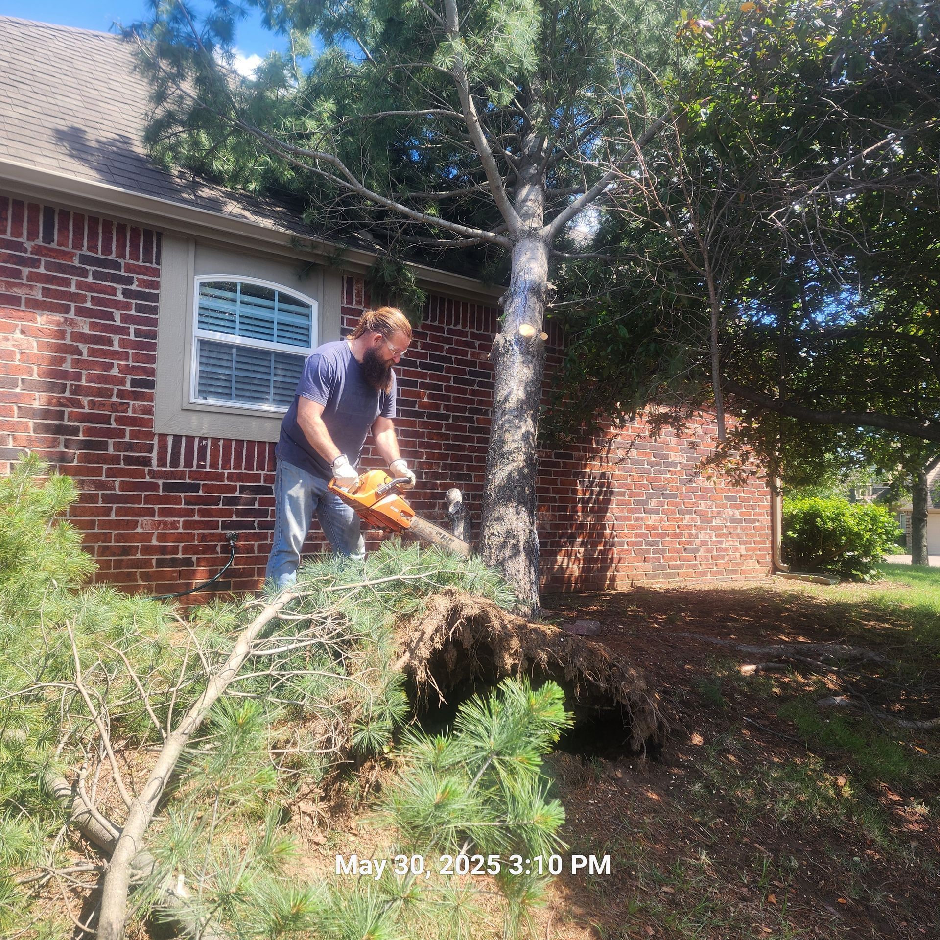 A man is cutting a tree with a chainsaw in front of a brick house.